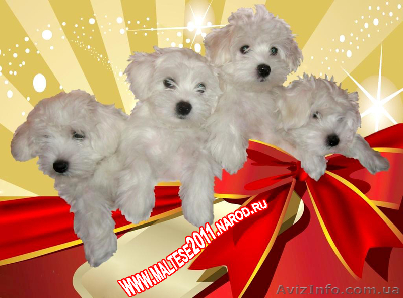 Мальтийская болонка (мальтезе) в Харькове - <ro>Изображение</ro><ru>Изображение</ru> #1, <ru>Объявление</ru> #556268