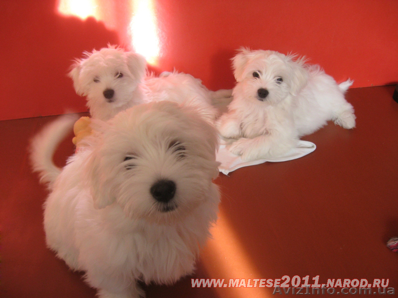 Мальтийская болонка в Харькове - <ro>Изображение</ro><ru>Изображение</ru> #1, <ru>Объявление</ru> #542847