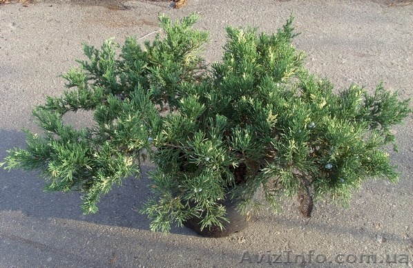 Можжевельник	китайскийExpansa Variegata Ландшафтный дизайн,озе	Co 10   - <ro>Изображение</ro><ru>Изображение</ru> #1, <ru>Объявление</ru> #541815