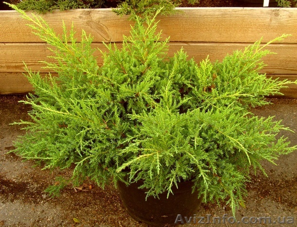 Можжевельник	средний	Gold Star	Cо 10  Ландшафтный дизайн,озеленение   - <ro>Изображение</ro><ru>Изображение</ru> #1, <ru>Объявление</ru> #541819