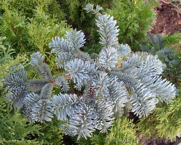  Пихта горная Argentea Со 5  Ландшафтный дизайн,озеленение   - <ro>Изображение</ro><ru>Изображение</ru> #1, <ru>Объявление</ru> #543123