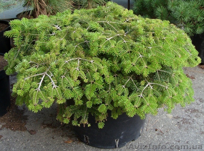  Пихта корейская Cis Co 20  Ландшафтный дизайн,озеленение   - <ro>Изображение</ro><ru>Изображение</ru> #1, <ru>Объявление</ru> #543112