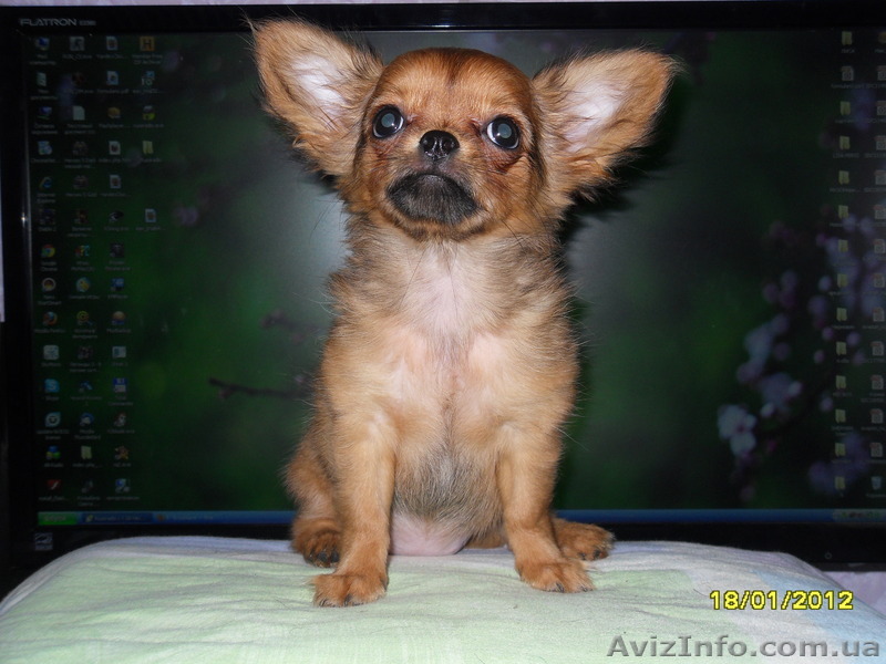 Продается чихуахуа - <ro>Изображение</ro><ru>Изображение</ru> #1, <ru>Объявление</ru> #558404