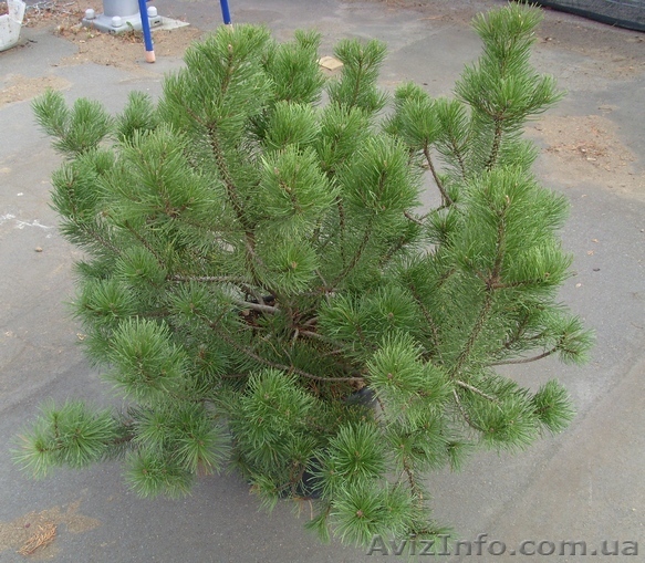 Сосна	горная	Pumilio	Co 25  Ландшафтный дизайн,озеленение   - <ro>Изображение</ro><ru>Изображение</ru> #1, <ru>Объявление</ru> #541822