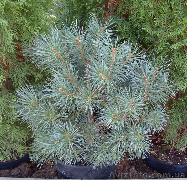 Сосна	обыкновенная	Chantry  Blue	Co  10 Ландшафтный дизайн,озеленение  - <ro>Изображение</ro><ru>Изображение</ru> #1, <ru>Объявление</ru> #541821