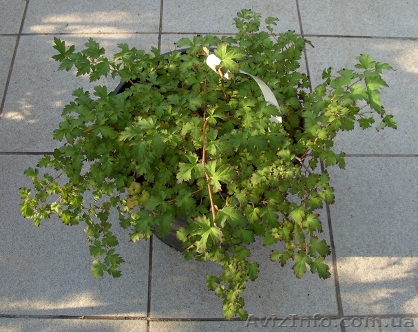 Стефанандра надрезаннолистная Crispa Co 10  Ландшафтный дизайн,озелене - <ro>Изображение</ro><ru>Изображение</ru> #1, <ru>Объявление</ru> #558224