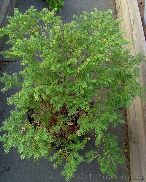 Тсуга канадская Co 12  Ландшафтный дизайн,озеленение   - <ro>Изображение</ro><ru>Изображение</ru> #1, <ru>Объявление</ru> #544169
