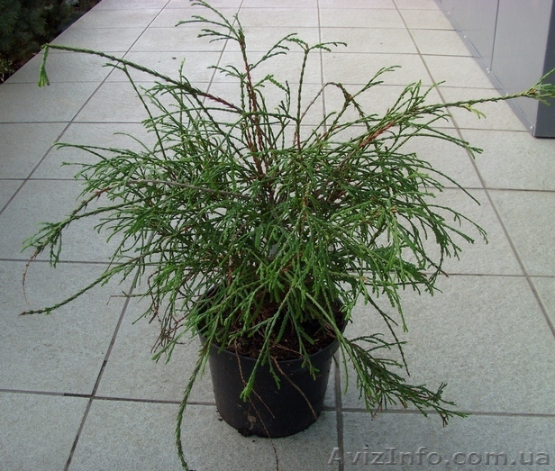 Туя	западная	Filiformis	Co  5  Ландшафтный дизайн,озеленение   - <ro>Изображение</ro><ru>Изображение</ru> #1, <ru>Объявление</ru> #541823