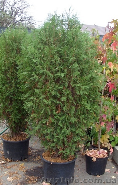 Туя западная Wagneri Cо 39 (100-120)  Ландшафтный дизайн,озеленение   - <ro>Изображение</ro><ru>Изображение</ru> #1, <ru>Объявление</ru> #543103