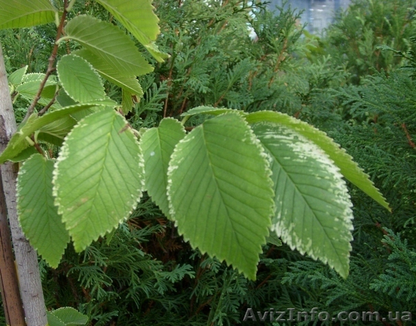 Вяз малый Variegatum Cо 25  Ландшафтный дизайн,озеленение   - <ro>Изображение</ro><ru>Изображение</ru> #1, <ru>Объявление</ru> #543109