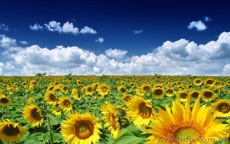 Продажа семян Форвард Ясон Харьков - <ro>Изображение</ro><ru>Изображение</ru> #1, <ru>Объявление</ru> #575831