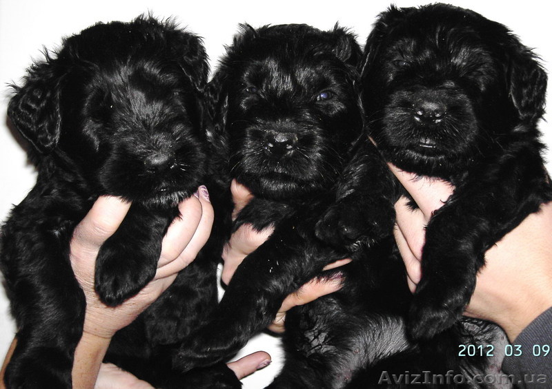 Щенки русского черного терьера ждут хозяев - <ro>Изображение</ro><ru>Изображение</ru> #1, <ru>Объявление</ru> #583685