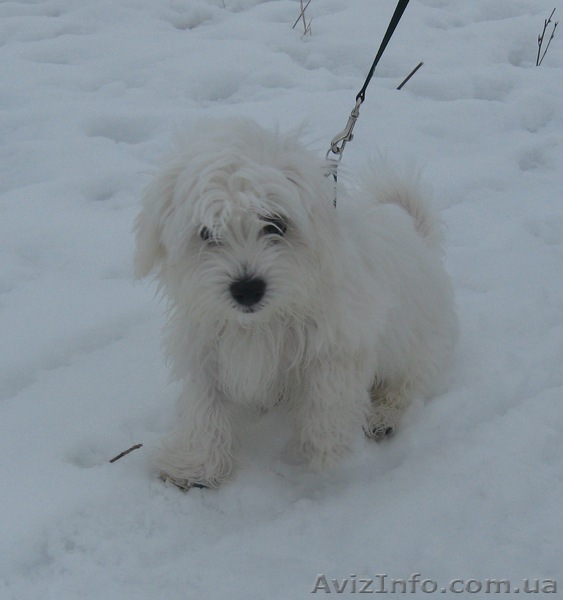 щенок мальтийской болонки - <ro>Изображение</ro><ru>Изображение</ru> #1, <ru>Объявление</ru> #582240