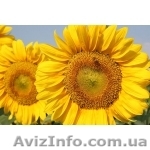 Насіння соняшника посівне - <ro>Изображение</ro><ru>Изображение</ru> #1, <ru>Объявление</ru> #2536