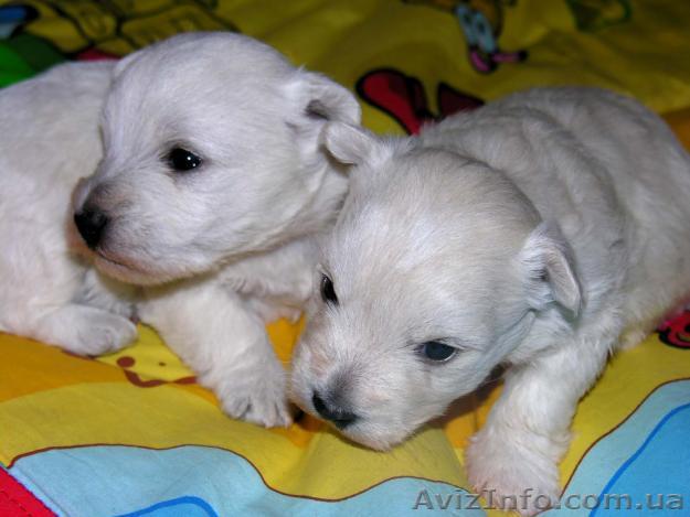 вест хайленд вайт терьер - <ro>Изображение</ro><ru>Изображение</ru> #1, <ru>Объявление</ru> #51415