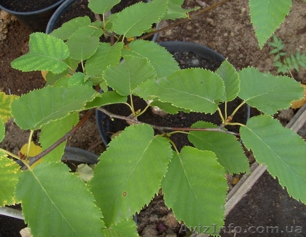 Береза Хозера Co 10  Ландшафтный дизайн,озеленение   - <ro>Изображение</ro><ru>Изображение</ru> #1, <ru>Объявление</ru> #575732