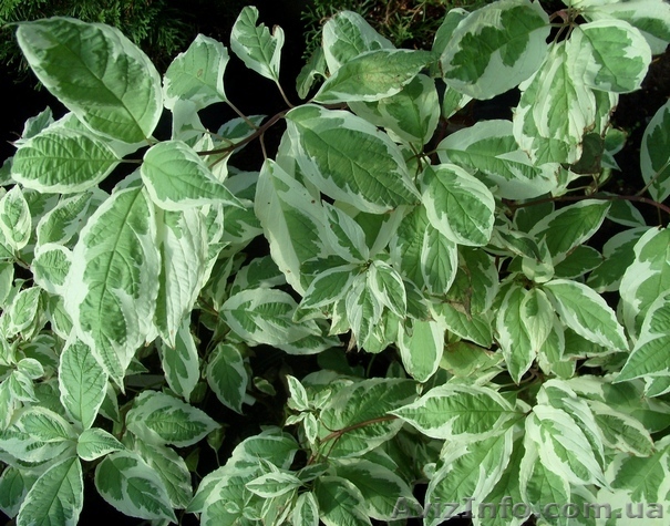 Дерен белый Elegantissima Co 2  Ландшафтный дизайн,озеленение   - <ro>Изображение</ro><ru>Изображение</ru> #1, <ru>Объявление</ru> #578921