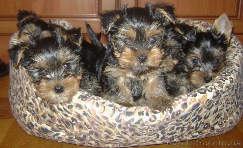 Очаровательные щенки Йоркширского терьера  - <ro>Изображение</ro><ru>Изображение</ru> #1, <ru>Объявление</ru> #583888