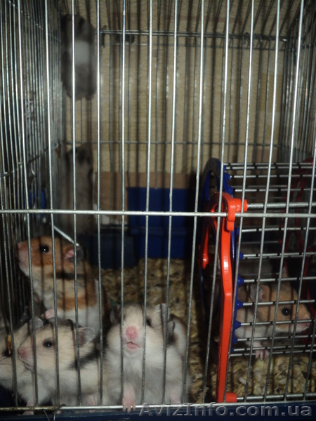 Продам хомяков по 8 грн - <ro>Изображение</ro><ru>Изображение</ru> #1, <ru>Объявление</ru> #576034