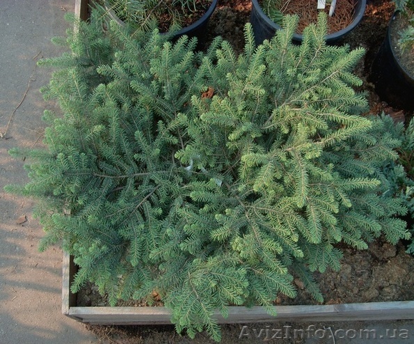 Ель черная Nana Cо 3  Ландшафтный дизайн,озеленение   - <ro>Изображение</ro><ru>Изображение</ru> #1, <ru>Объявление</ru> #583852