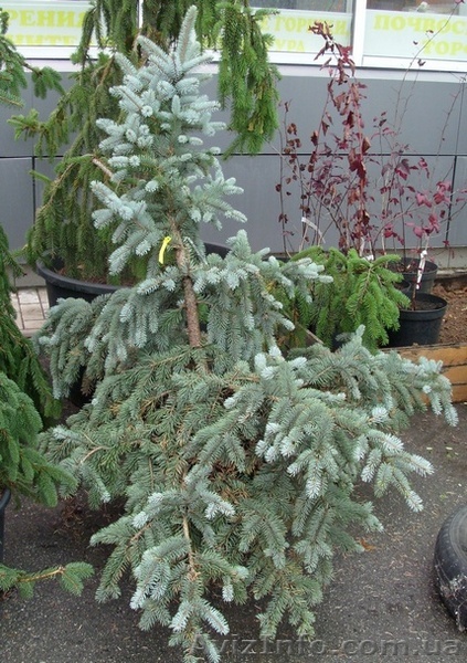 Ель колючая Glauca form.  Ландшафтный дизайн,озеленение   - <ro>Изображение</ro><ru>Изображение</ru> #1, <ru>Объявление</ru> #583845