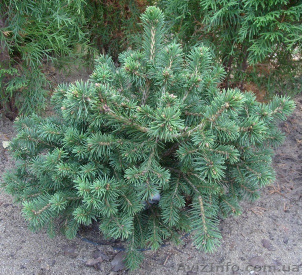  Ель обыкновенная Maxwellii Co 10  Ландшафтный дизайн,озеленение   - <ro>Изображение</ro><ru>Изображение</ru> #1, <ru>Объявление</ru> #575738