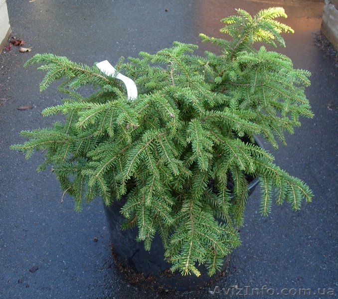  Ель обыкновенная Nidiformis Co 7,5  Ландшафтный дизайн,озеленение   - <ro>Изображение</ro><ru>Изображение</ru> #1, <ru>Объявление</ru> #578929