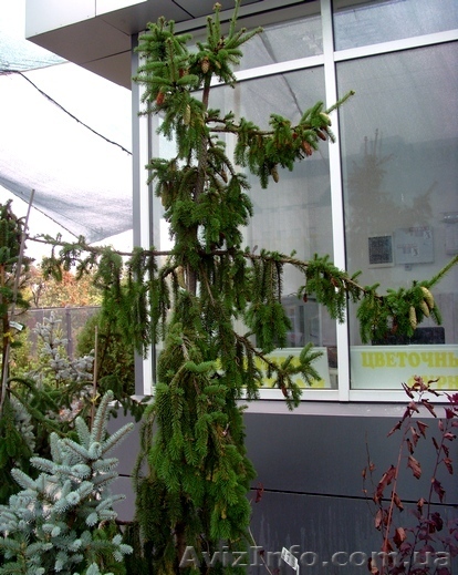  Ель обыкновенная Pendula Major Co 220 (250-275)  Ландшафтный дизайн,о - <ro>Изображение</ro><ru>Изображение</ru> #1, <ru>Объявление</ru> #583850