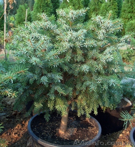  Ель сербская Nana Со 10 (40 Pa)  Ландшафтный дизайн,озеленение   - <ro>Изображение</ro><ru>Изображение</ru> #1, <ru>Объявление</ru> #579054