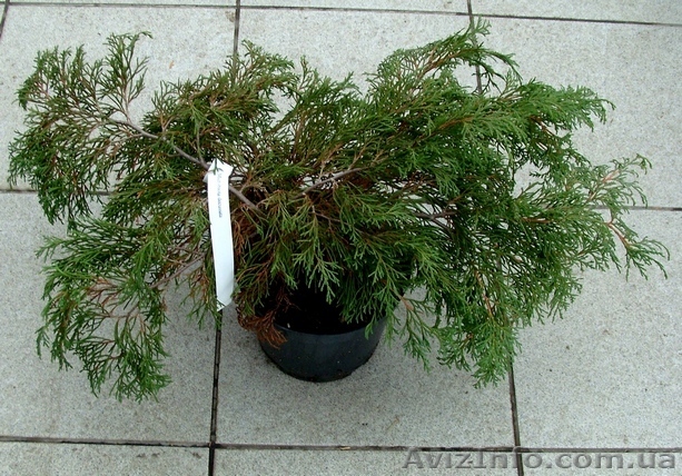  Микробиота перекрестнопарная Co 2  Ландшафтный дизайн,озеленение   - <ro>Изображение</ro><ru>Изображение</ru> #1, <ru>Объявление</ru> #579070