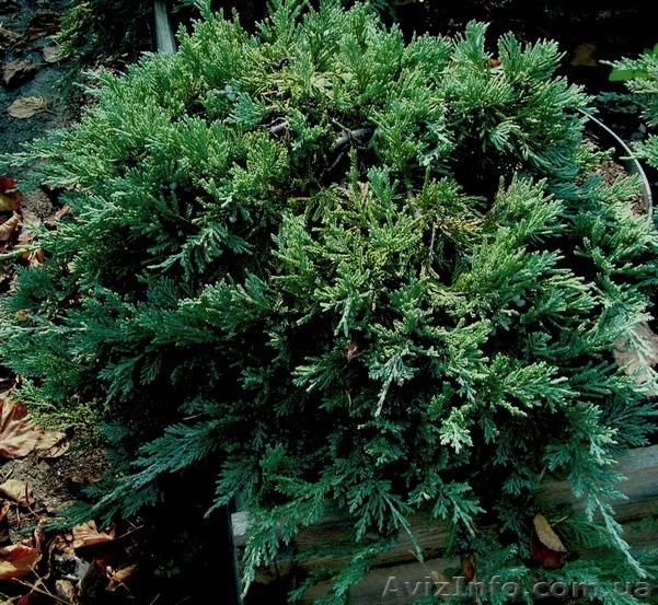 Можжевельник горизонтальный Blue Chip Co 10  Ландшафтный дизайн,озелен - <ro>Изображение</ro><ru>Изображение</ru> #1, <ru>Объявление</ru> #583859
