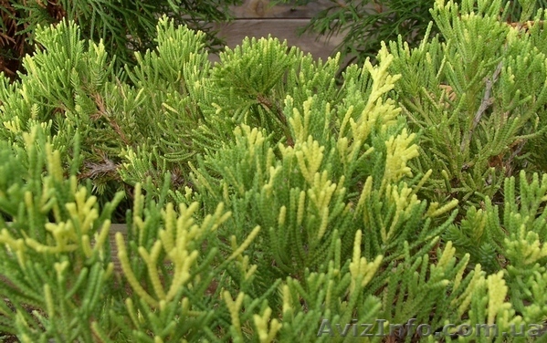 Можжевельник китайский Expansa Aureospicata Co 5 Ландшафтный дизайн,о  - <ro>Изображение</ro><ru>Изображение</ru> #1, <ru>Объявление</ru> #603916