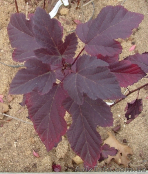 Пузыреплодник калинолистный Diabolo Co 3  Ландшафтный дизайн,озеленени - <ro>Изображение</ro><ru>Изображение</ru> #1, <ru>Объявление</ru> #568166