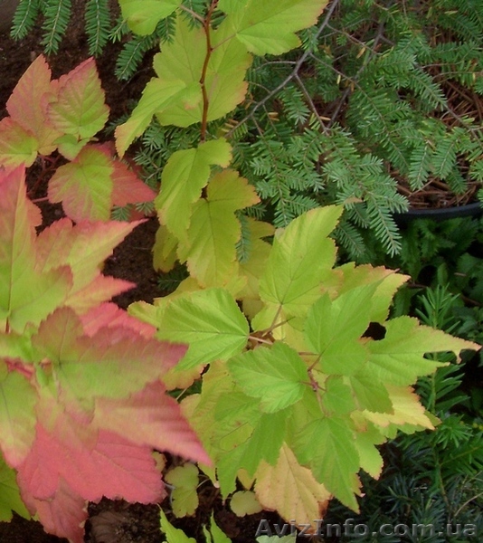 Пузыреплодник калинолистный Luteus Cо 3  Ландшафтный дизайн,озеленение - <ro>Изображение</ro><ru>Изображение</ru> #1, <ru>Объявление</ru> #568188