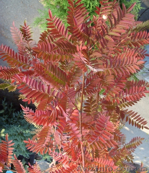 Рябина обыкновенная Red Tip Co 25 (180 Pa)  Ландшафтный дизайн,озелене - <ro>Изображение</ro><ru>Изображение</ru> #1, <ru>Объявление</ru> #568190