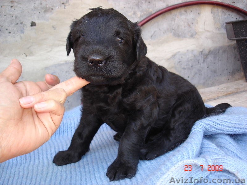 щенки русского  черного терьера  - <ro>Изображение</ro><ru>Изображение</ru> #1, <ru>Объявление</ru> #581087