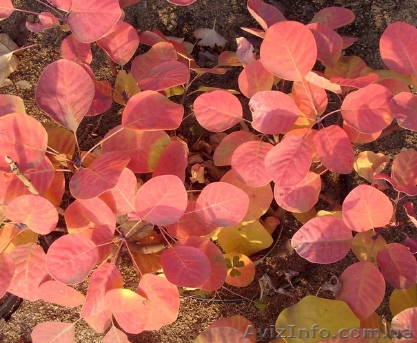 Скумпия кожевенная Golden Spirit Cо 3  Ландшафтный дизайн,озеленение   - <ro>Изображение</ro><ru>Изображение</ru> #1, <ru>Объявление</ru> #568194