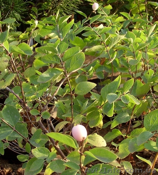 Снежноягодник Доренбоза Mother of Pearl Co 2  Ландшафтный дизайн,озеле - <ro>Изображение</ro><ru>Изображение</ru> #1, <ru>Объявление</ru> #575723