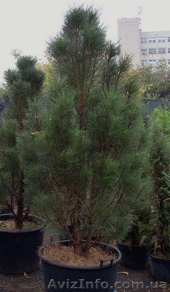 Сосна черная Pyramidalis (140-160)  Ландшафтный дизайн,озеленение   - <ro>Изображение</ro><ru>Изображение</ru> #1, <ru>Объявление</ru> #568201