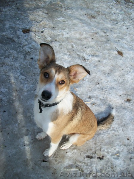 Огненно-рыжая девочка-лисичка ищет хозяевов! - <ro>Изображение</ro><ru>Изображение</ru> #1, <ru>Объявление</ru> #619293