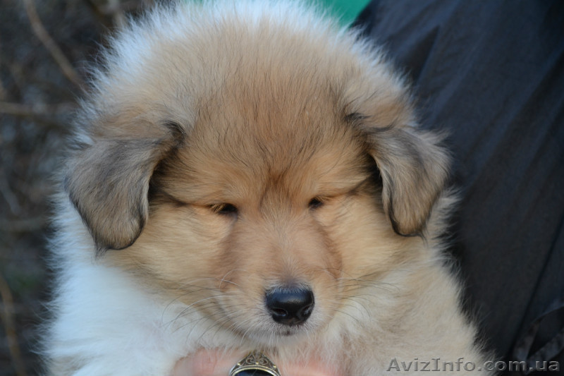 Высокопородные щенки колли - <ro>Изображение</ro><ru>Изображение</ru> #1, <ru>Объявление</ru> #638880