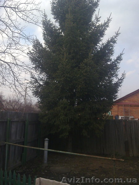  Ель.Крупномер. Европейская зеленая. Высота 8-10 метров. - <ro>Изображение</ro><ru>Изображение</ru> #1, <ru>Объявление</ru> #605920