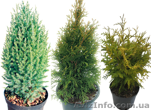 Хвойники из Голландии, туи, кипарисовики, сосны, ели  - <ro>Изображение</ro><ru>Изображение</ru> #1, <ru>Объявление</ru> #641160