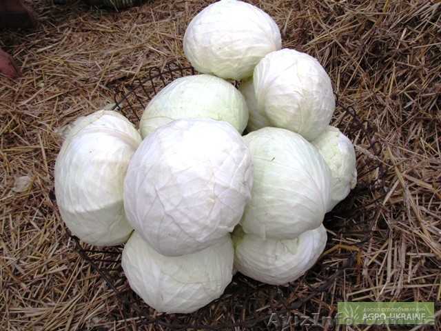 Продам капусту. сорт Агрессор - <ro>Изображение</ro><ru>Изображение</ru> #1, <ru>Объявление</ru> #610261