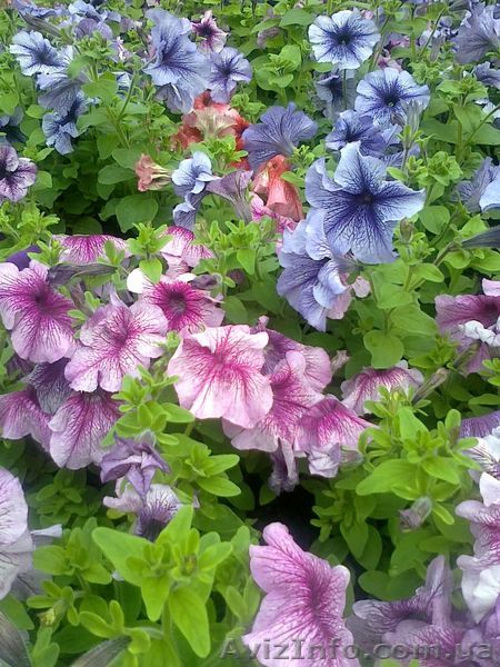 Цветочная рассада - <ro>Изображение</ro><ru>Изображение</ru> #1, <ru>Объявление</ru> #632192