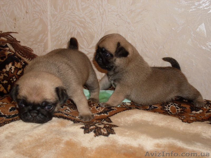 Продам щенков мопса с документами КСУ - <ro>Изображение</ro><ru>Изображение</ru> #1, <ru>Объявление</ru> #604951
