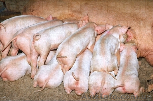 Продам поросят недорого. - <ro>Изображение</ro><ru>Изображение</ru> #1, <ru>Объявление</ru> #653166