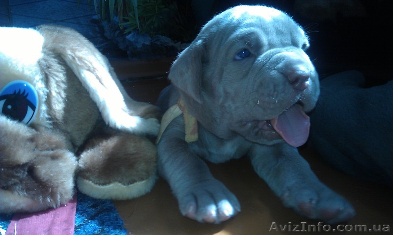 Предлагаю щенка мастино - <ro>Изображение</ro><ru>Изображение</ru> #1, <ru>Объявление</ru> #654314