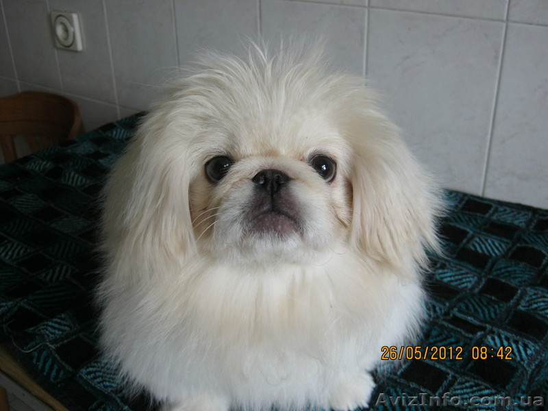 продается белый пекинес - <ro>Изображение</ro><ru>Изображение</ru> #1, <ru>Объявление</ru> #671571