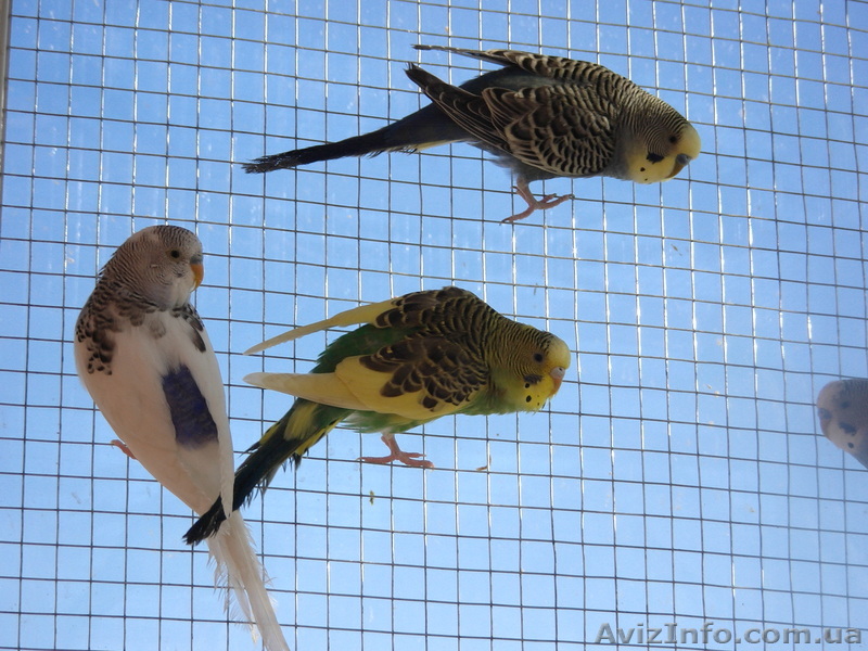 Волнистые попугаи - <ro>Изображение</ro><ru>Изображение</ru> #1, <ru>Объявление</ru> #661844